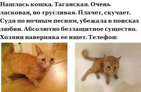 На сколько дней можно оставлять кошку одну
