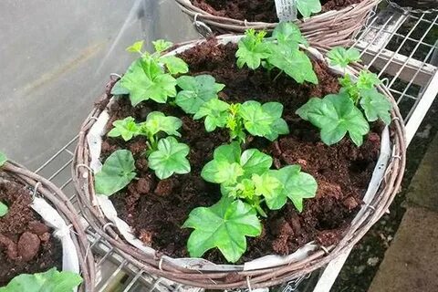 Черенки плющелистной пеларгонии