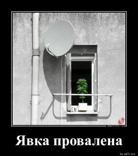 Явка липецк