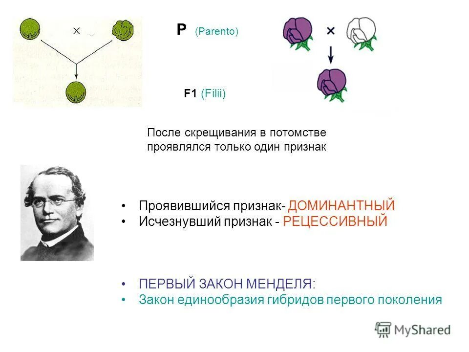 Признаки не проявляющиеся мендель назвал