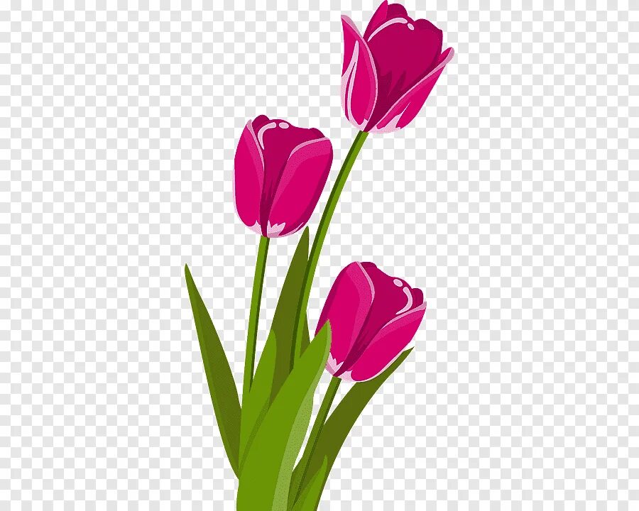 Тюльпан стикер. Тюльпаны клипарт на прозрачном фоне. Small pink tulip sticker. Значение стикера 🌷 тюльпана. Small pink tulip sticker.