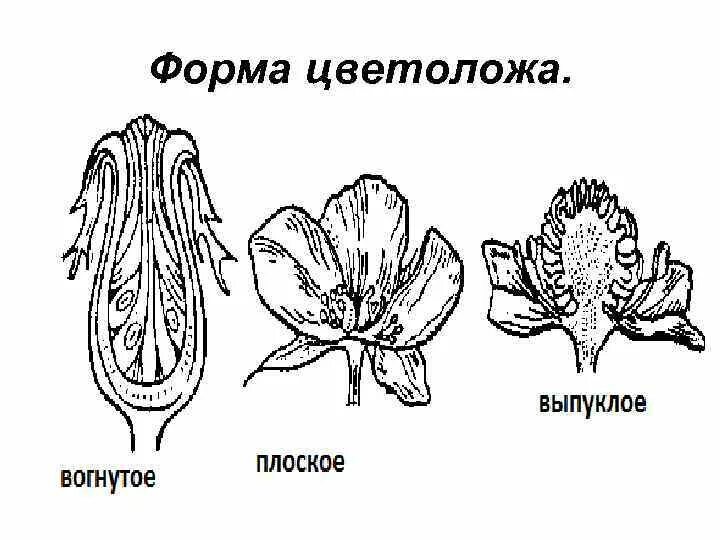 Цветок превращается в происходит видоизменение стенки