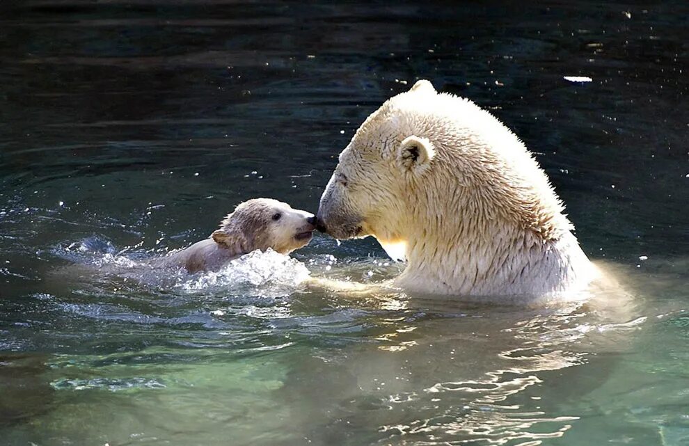 Медведь умывается. Белый медведь. Белый медведь плывет. Белый медведь купается. Белый медведь плавает.