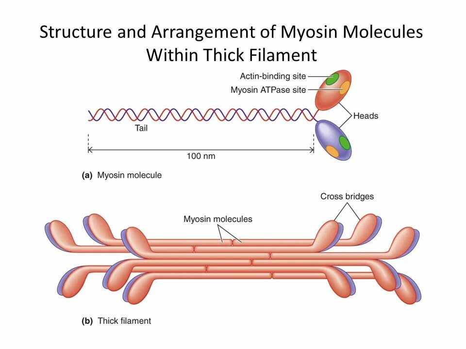 Белок миозин 2. Миозин структура и строение. Строение белка миозина. Молекула миозина строение схема. Миозин строение и функции.