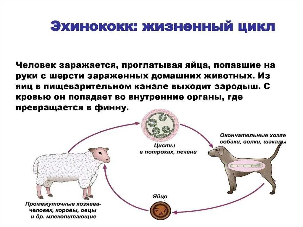 Цикл развития эхинококка промежуточный хозяин. Цикл развития эхинококка окончательный хозяин. Жизненный цикл эхинококка схема. Жизненный цикл цикл эхинококка.