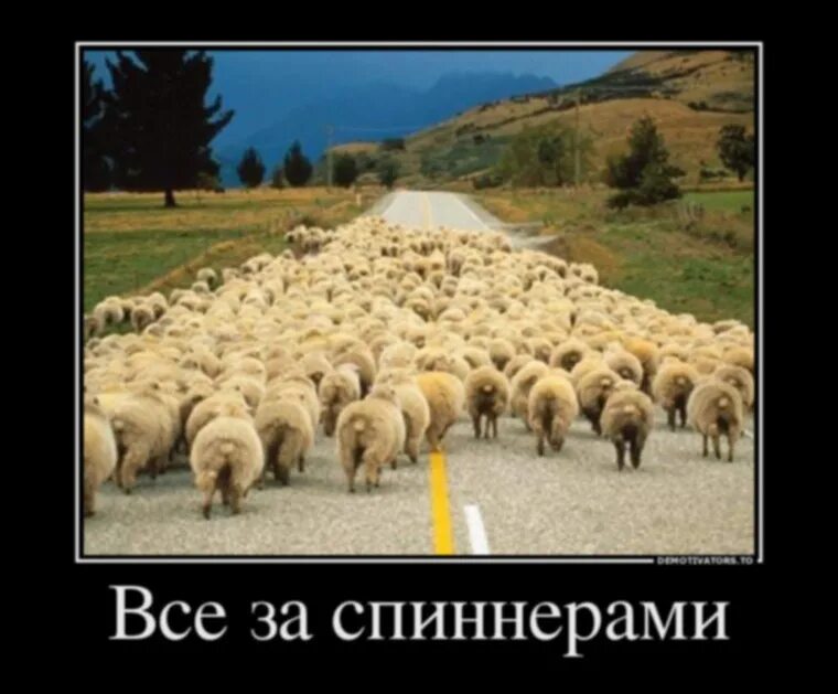 Почему люди стадо. Стадо овец идет. стадо людей.