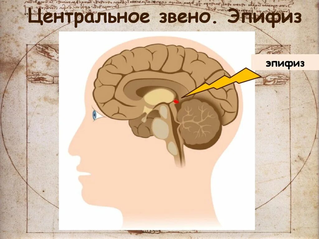 Шишковидная железа. Центрально шишковидная железа. Строение мозга эпифиз. Эпифиз за что отвечает. Кость эпифиз - гипофиз.