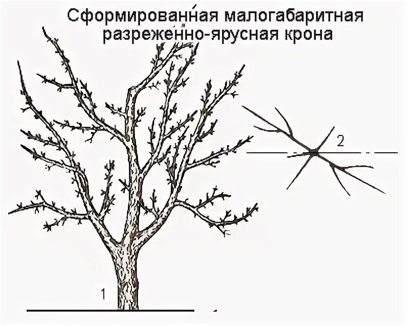 Как обрезать яблоню весной правильно 5 лет. Разреженно ярусная крона яблони. Разреженно-ярусная крона черешни.