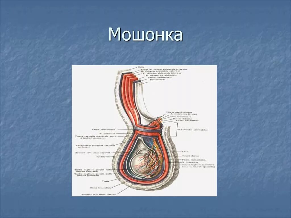 Яичко в разрезе. Анатомия органов мошонки. Оболочки семенного канатика. Иннервация яичка анатомия. Строение яичка у мужчин анатомия.