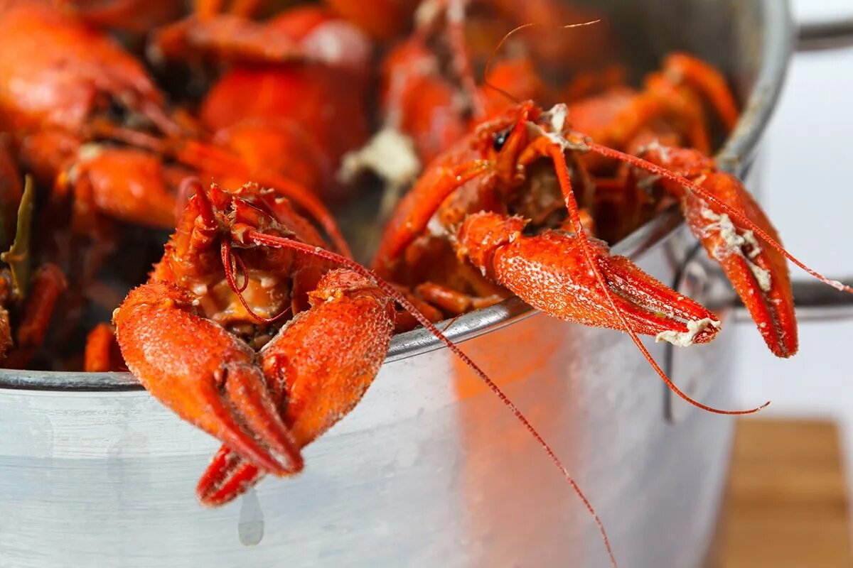 Кипящие раки. Лобстер в кастрюле. Crayfish on Plate.