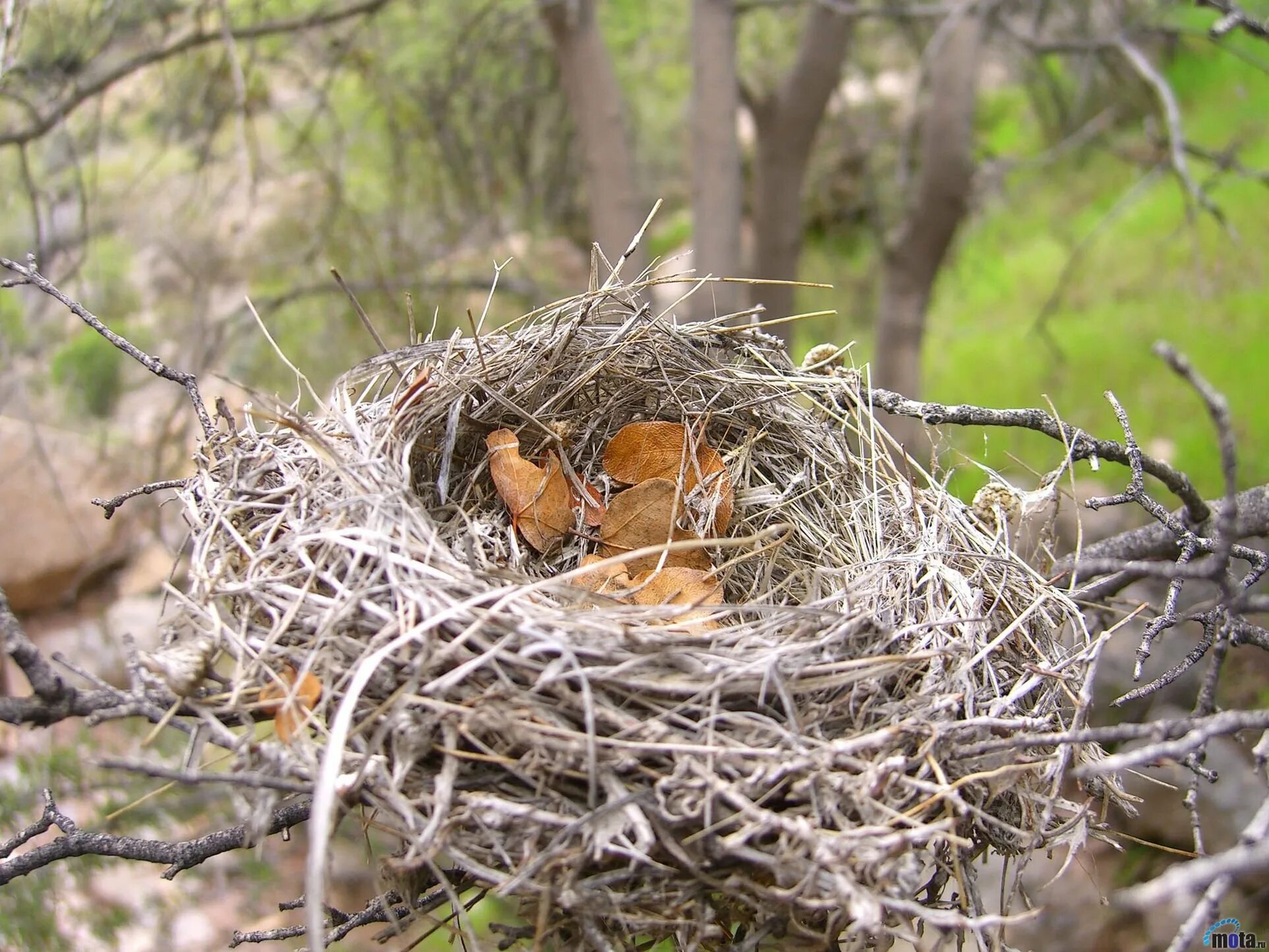 Гнезда птиц в лесу. Гнезда птиц в лесу. Птичка шалашник гнездо. Гнездо гайно это. Дрозд рябинник яйца и гнездо.