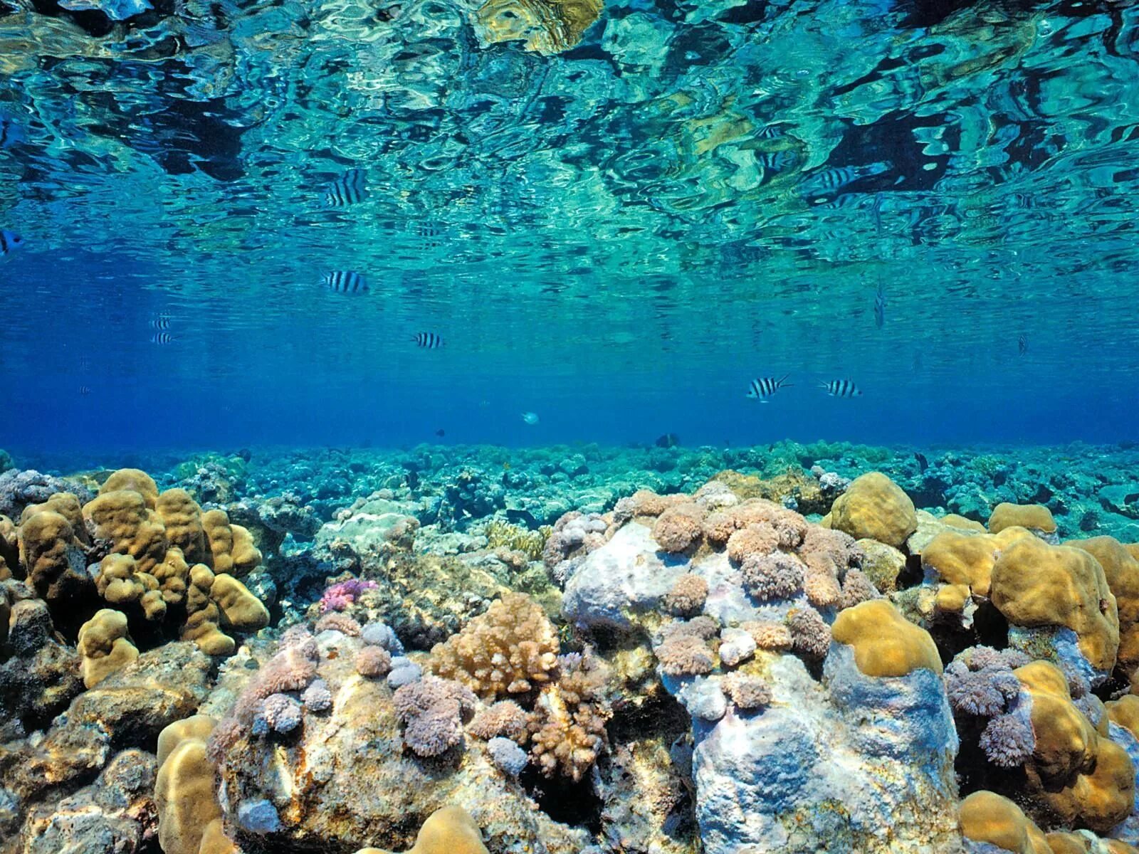 Ocean inside