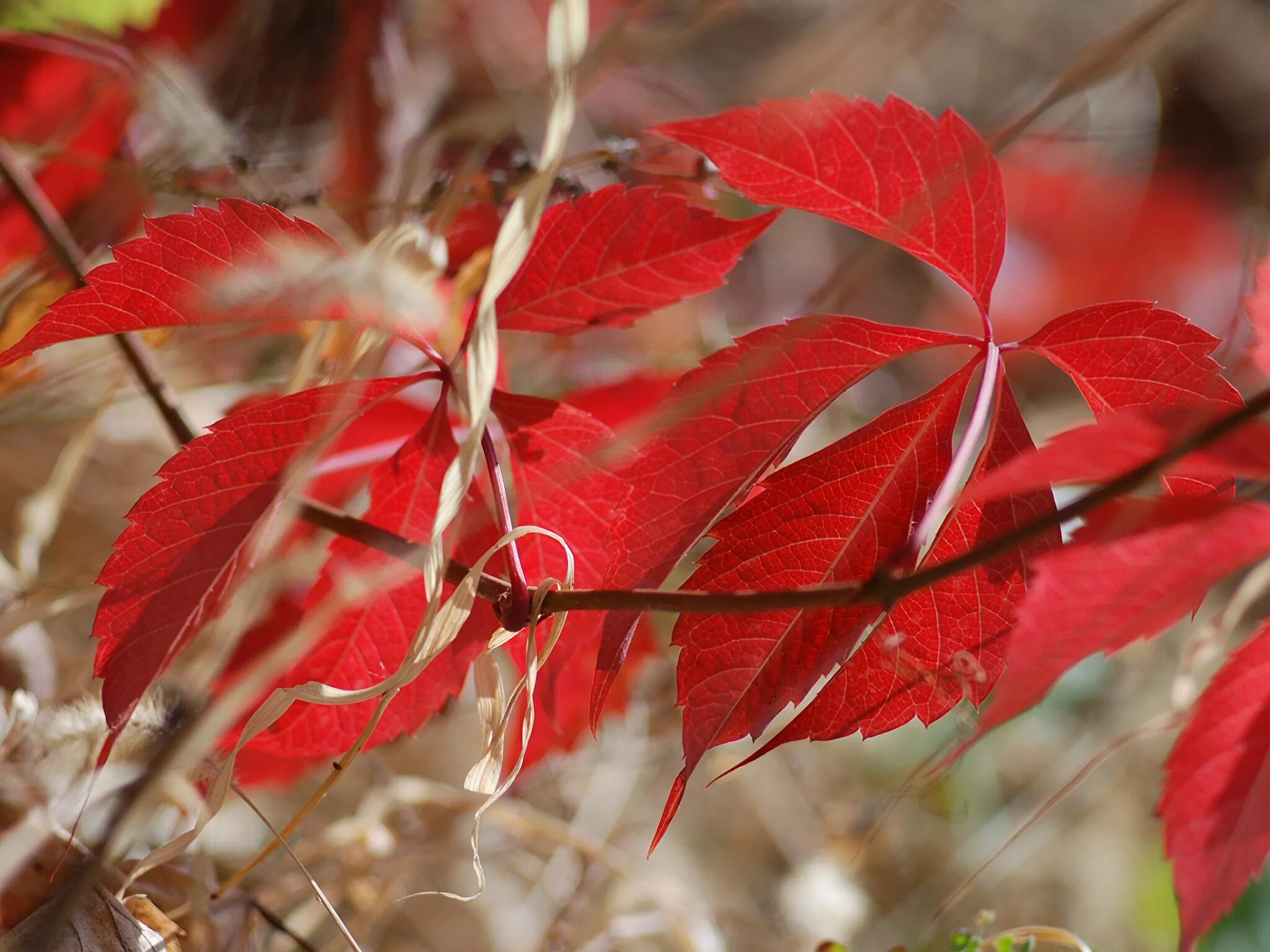 Багряной веткой. Красный лист. Красные осенние листья. Багряные листья. Ветка с красными листьями.