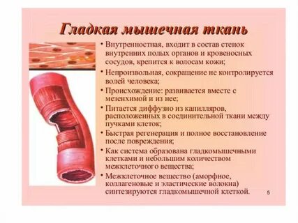 Какие сосуды состоят из одного слоя клеток