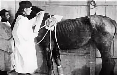 Знахарь лечивший лошадей. Военный ветеринарный врач. Ветеринария в годы войны.
