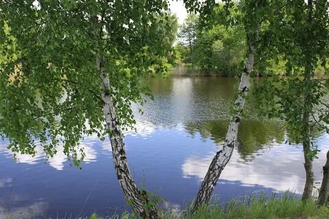 Березовая роща таруса