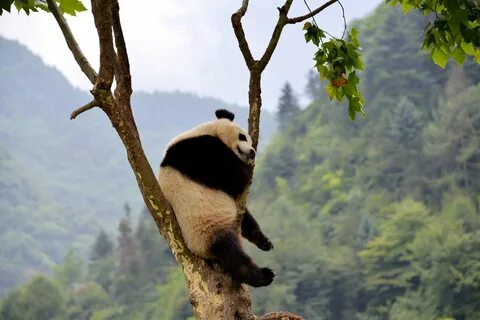 Panda tree