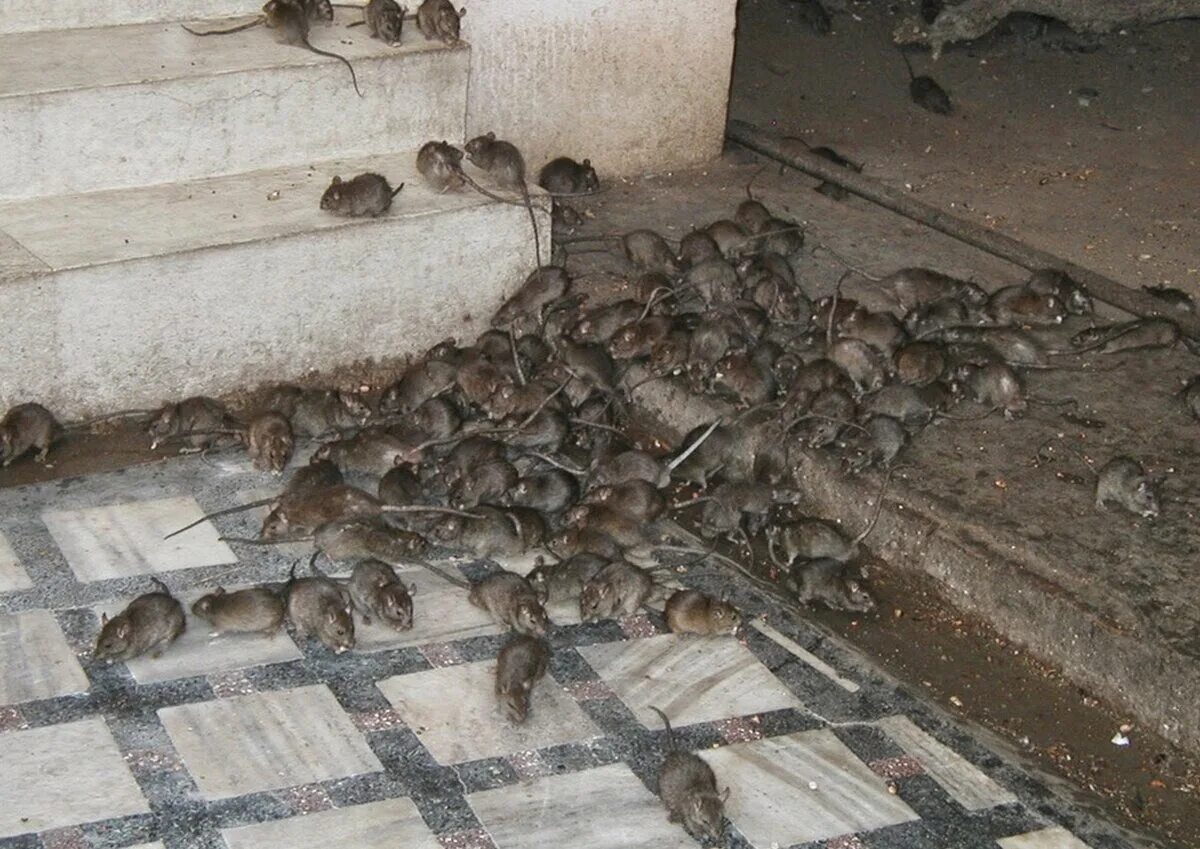 Нашествие крыс в блокадном Ленинграде.