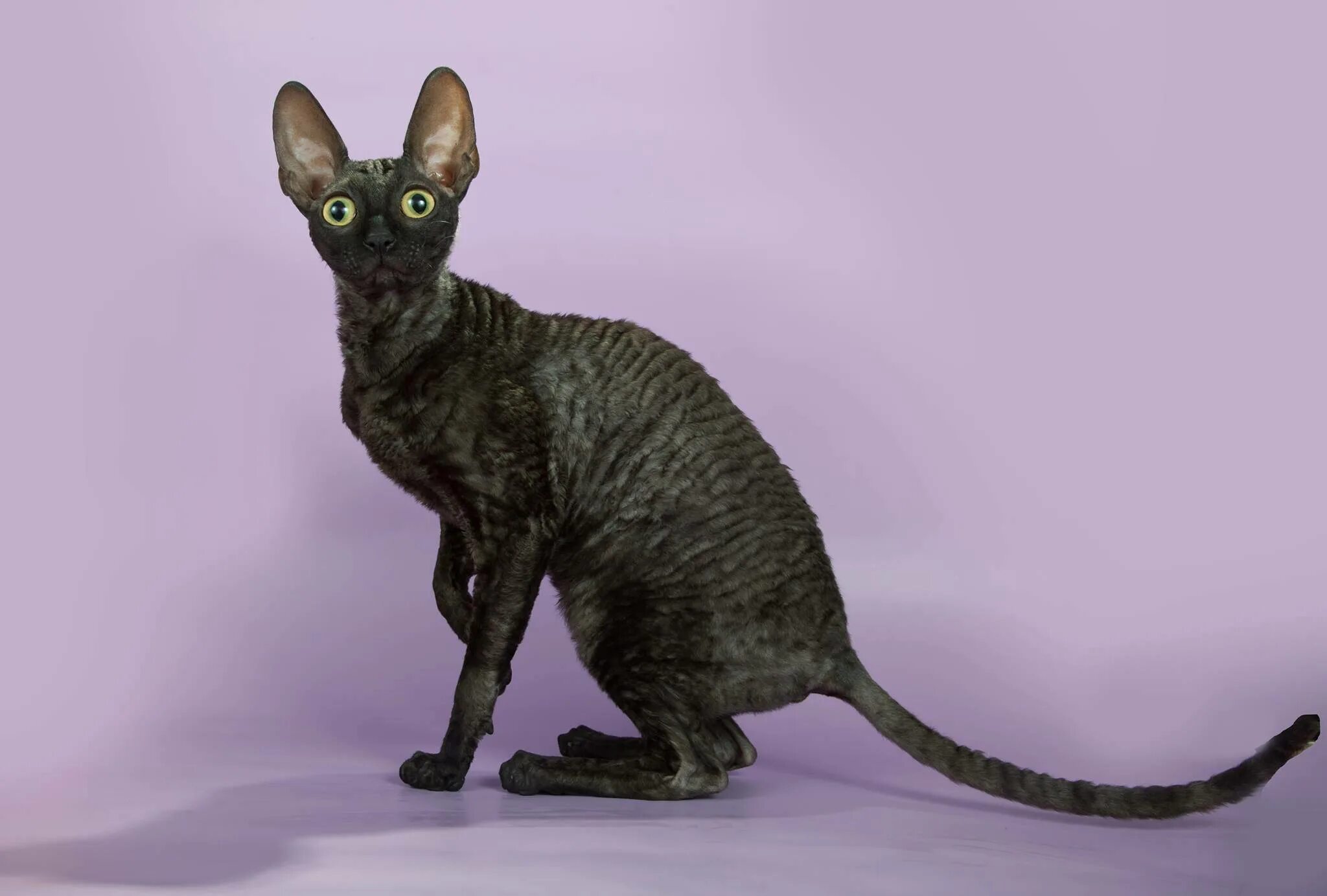 Рекс фото. Корниш рекс черный. Американский Корниш рекс. Донской Корниш рекс. Корниш рекс котята.