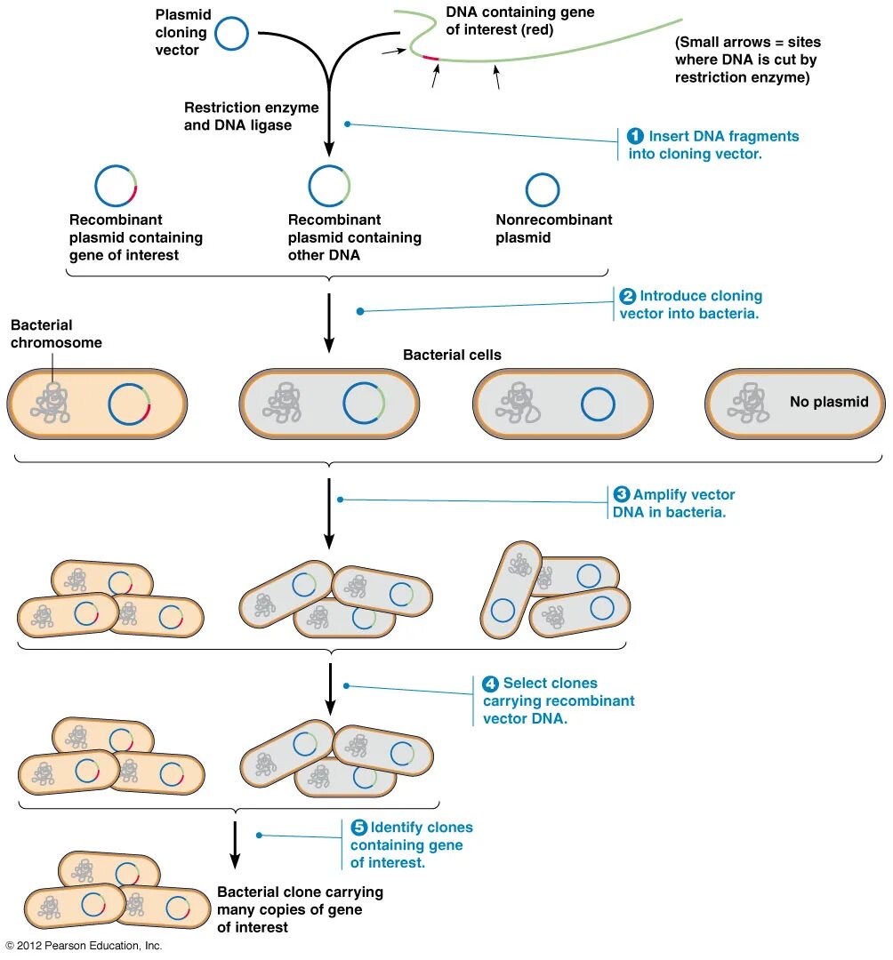 Клонирование плазмиды. Рекомбинантная ДНК плазмиды. Метод рекомбинантных плазмид скрининг. Вирусы и плазмиды. Скрининг бактерий скрининг бактерий.