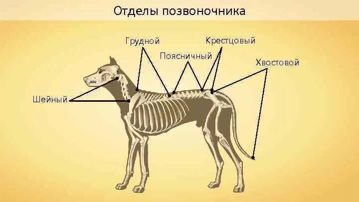 Количество позвонков животных