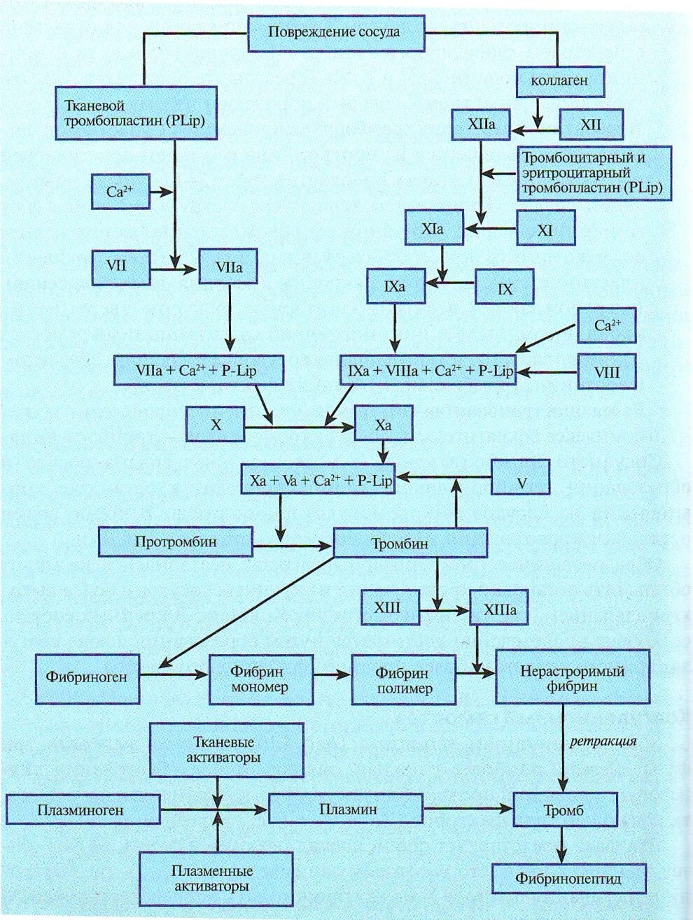 Последовательность процессов коагуляционного гемостаза. Этапы коагуляционного гемостаза схема. схема развития коагуляционного гемостаза. схема развития реакций коагуляционного гемостаза. коагуляционный гемостаз схема.