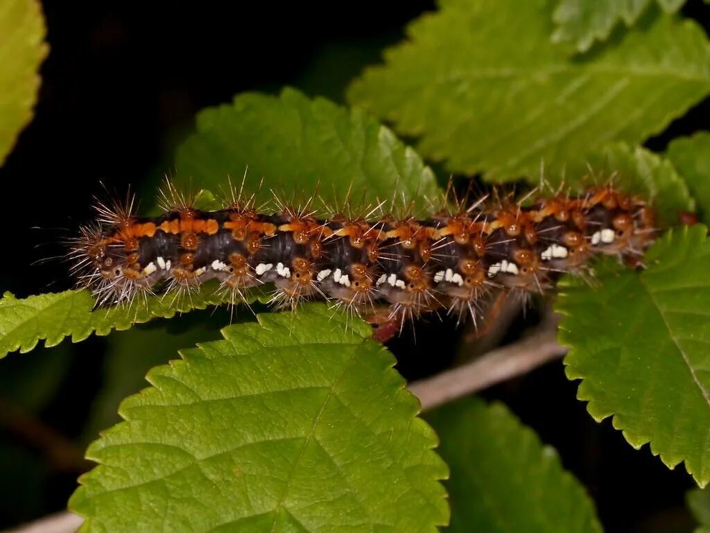 медведица кайя гусеница. гусеница медведицы гикори. Spilosoma lutea гусеница. гусеница медведица. гусеница медведица.