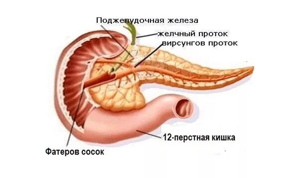 Вирсунгов проток это. Панкреатический проток поджелудочной железы. Анатомия протоков поджелудочной железы. Вирсунгов проток поджелудочной железы. Сфинктер главного протока поджелудочной железы.