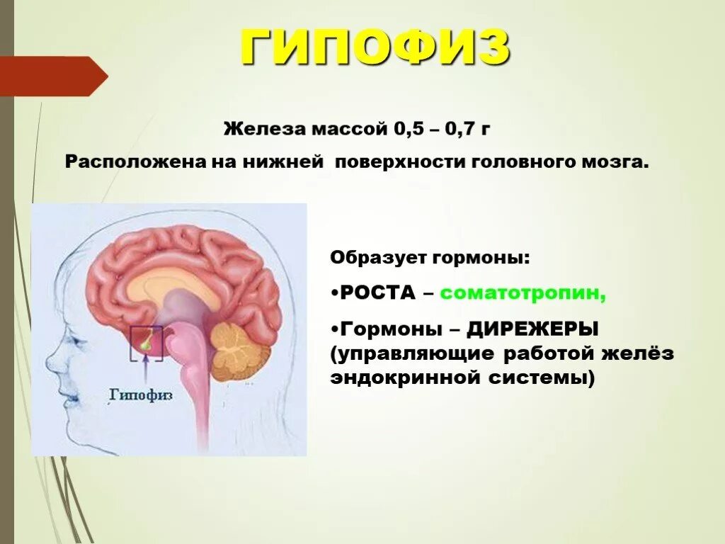 Железы выделяющие гормоны роста