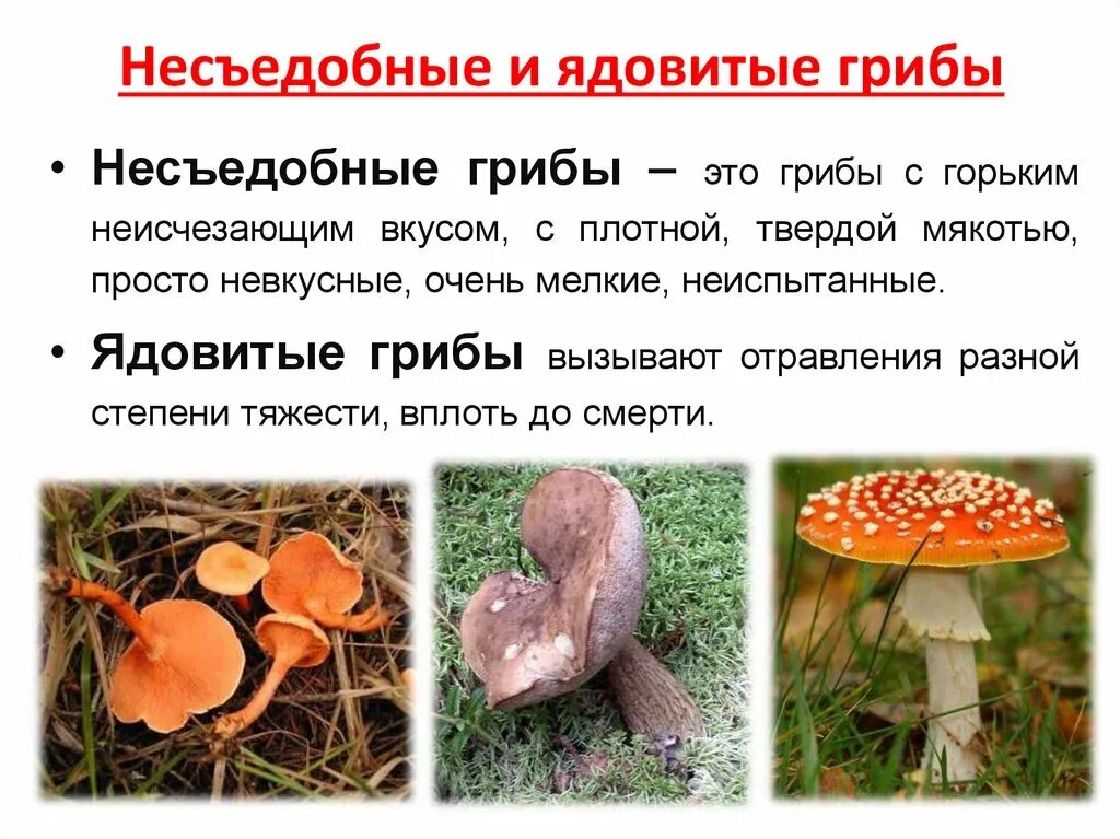 Ядовитые грибы определение