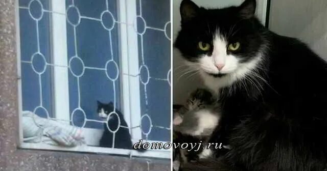 Кошку беременную выгнали из дома. Выкинули беременную кошку на улицу. кошка прогнала.