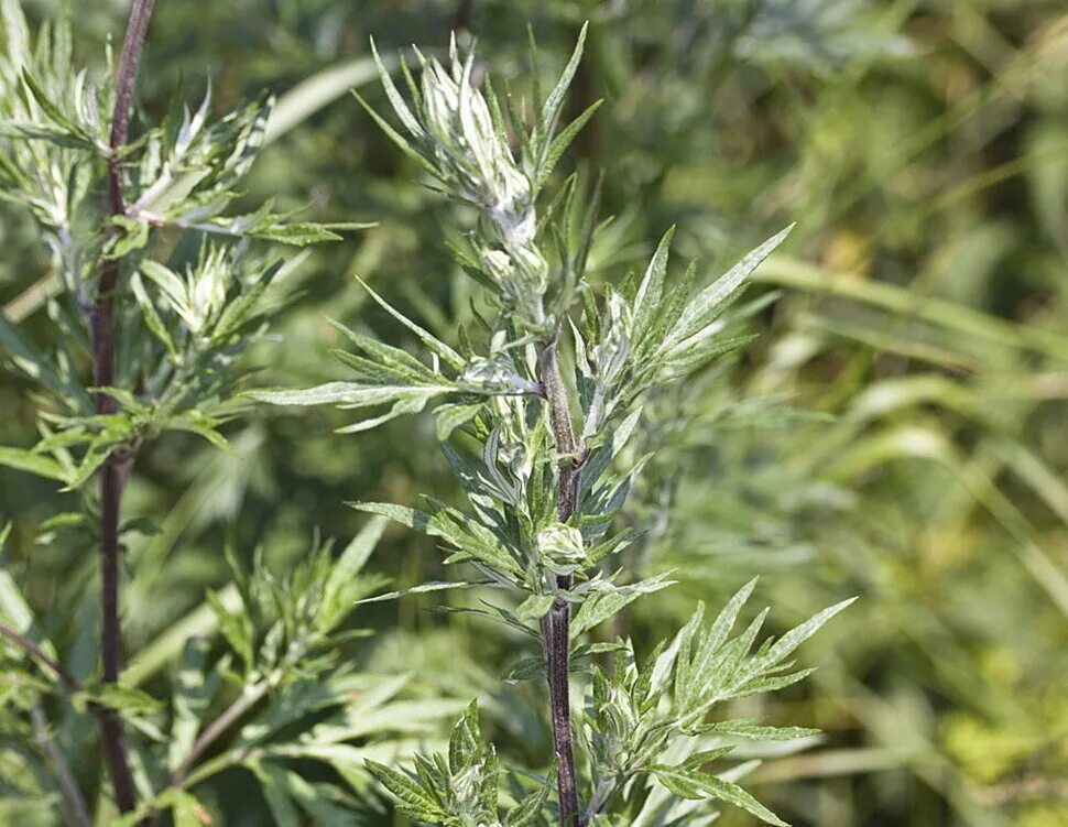 Полынь чернобыльник artemisia vulgaris. Полынь чернобыльник. Полынь обыкновенная чернобыльни. Жусан полынь. Чернобыльник фото растения.