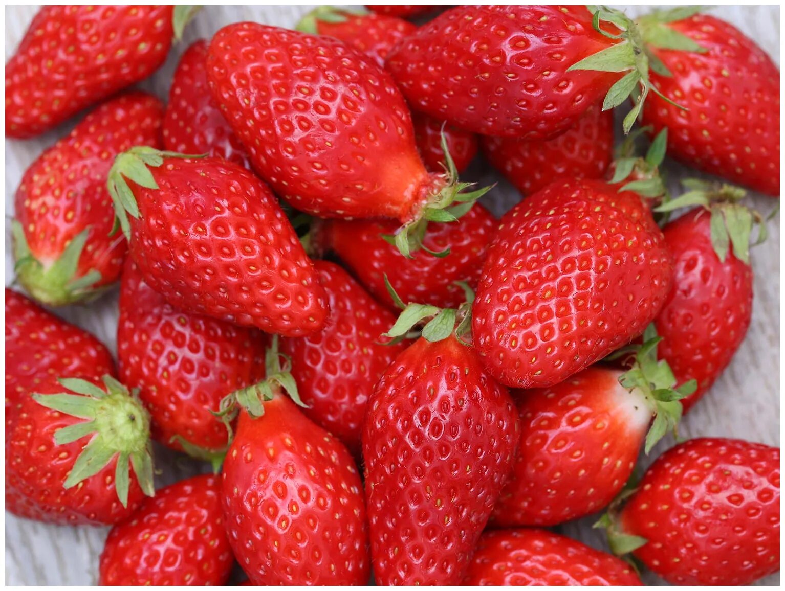 Питомник клубники. Клубника квики. Земляника олимпия. Земляника лесная (fragaria vesca) "regina". Клубника квики.