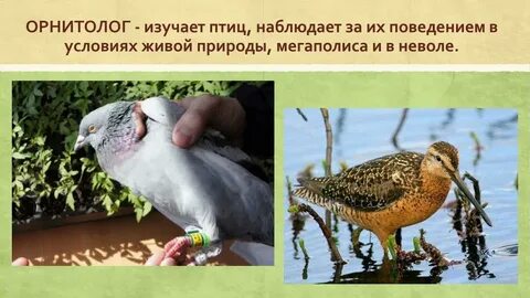 Как называются ученые изучающие птиц