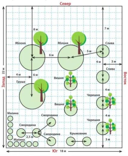Схема посадки плодовых кустарников. Схема посадки плодовых деревьев и кустарников в саду. Схема посадки плодовых деревьев на участке 6 соток. Схема посадки плодового сада. Соседство яблони