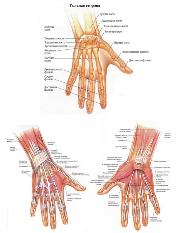 Болит сустав у основания большого пальца руки. Сухожилия лучезапястного сустава анатомия. Анатомия кисти руки человека сухожилия и связки. Анатомия ладони человека мышцы и связки. Мышцы кисти руки человека анатомия.