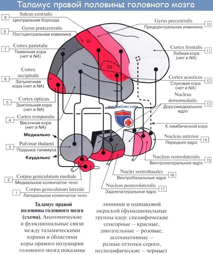 Каковы функции таламуса. Функция вентролатеральных ядер таламуса. Ядра таламуса схема анатомия. Заднее вентральное ядро таламуса. Структуры головного мозга таламус.