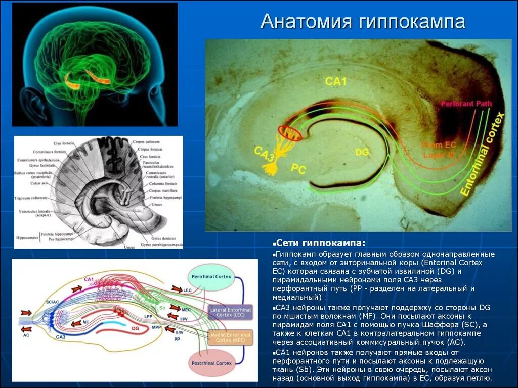 Повреждение гиппокампа. Гиппокамп аммонов Рог. Строение гиппокампа анатомия. Гиппокамп головного мозга анатомия. Функции гиппокампа головного мозга.