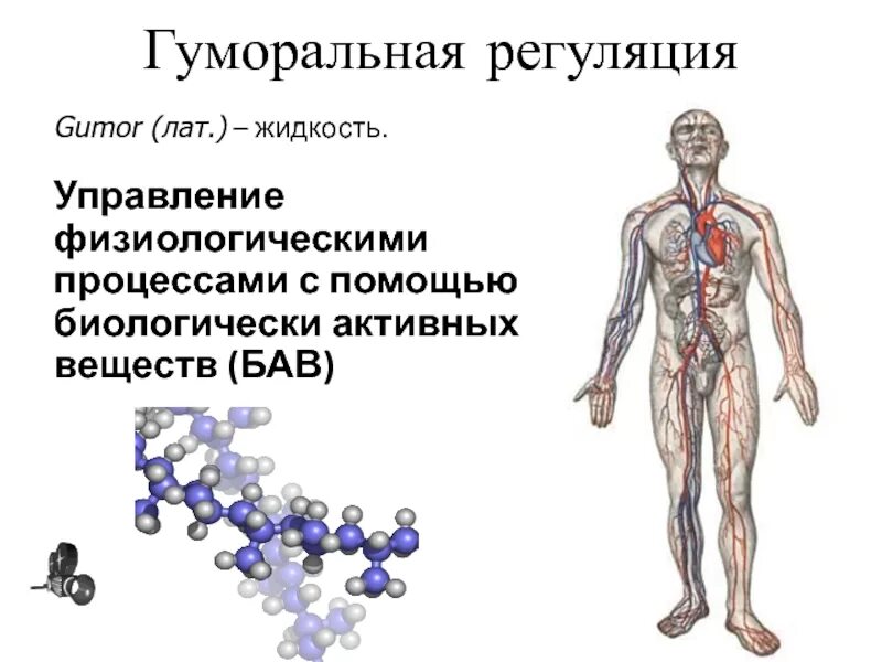 Органы гуморальной системы. Гуморальная регуляция вещества. Гуморальная регуляция жизнедеятельности организма человека. Процесс гуморальной регуляции. Гуморальные реакции организма