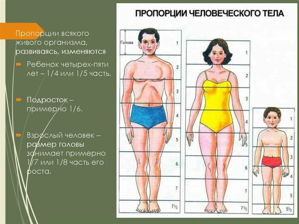 У взрослого человека размер головы занимает. Пропорции человека. Пропорции взрослого и ребенка. Пропорции фигуры человека. Пропорции фигуры человека для детей.