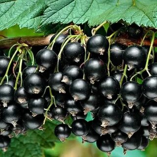 Сорт смородины жемчужина