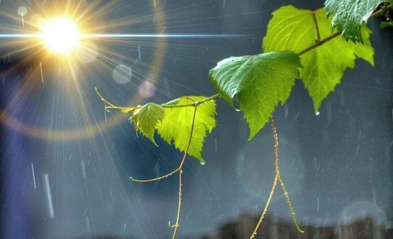 Солнце после дождя. Дождь и солнце. Солнце в душе. Дождь в Солнечный день. Природа хочет жить