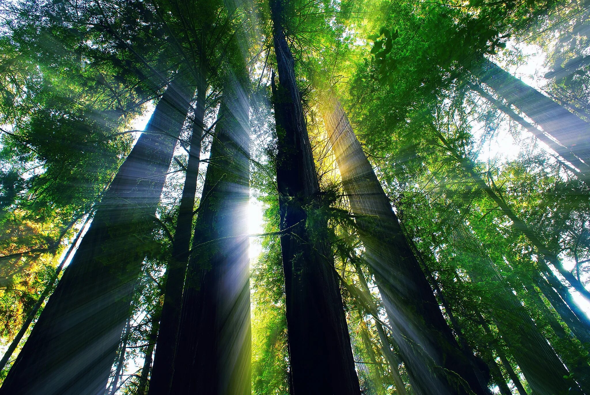 Мир снизу. Красивые леса. "Солнце в лесу". Солнце сквозь деревья. Лучи солнца.