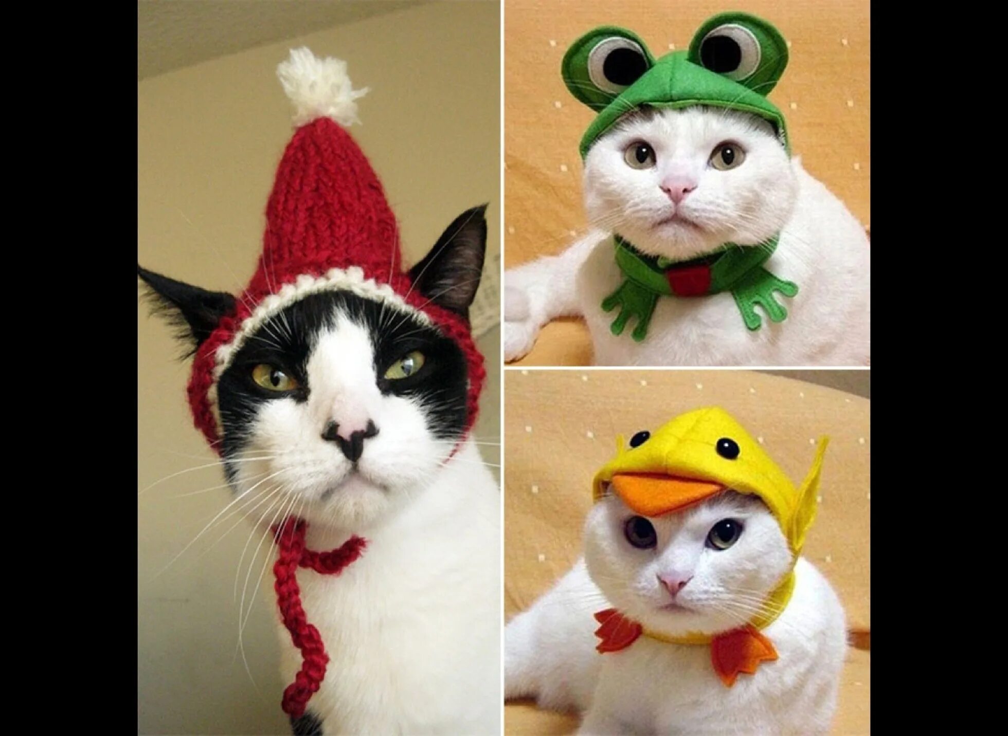 Кот в шапке мем. Кот наряженный. смешной котик в шапке. смешные наряженные котики. украсить кота.