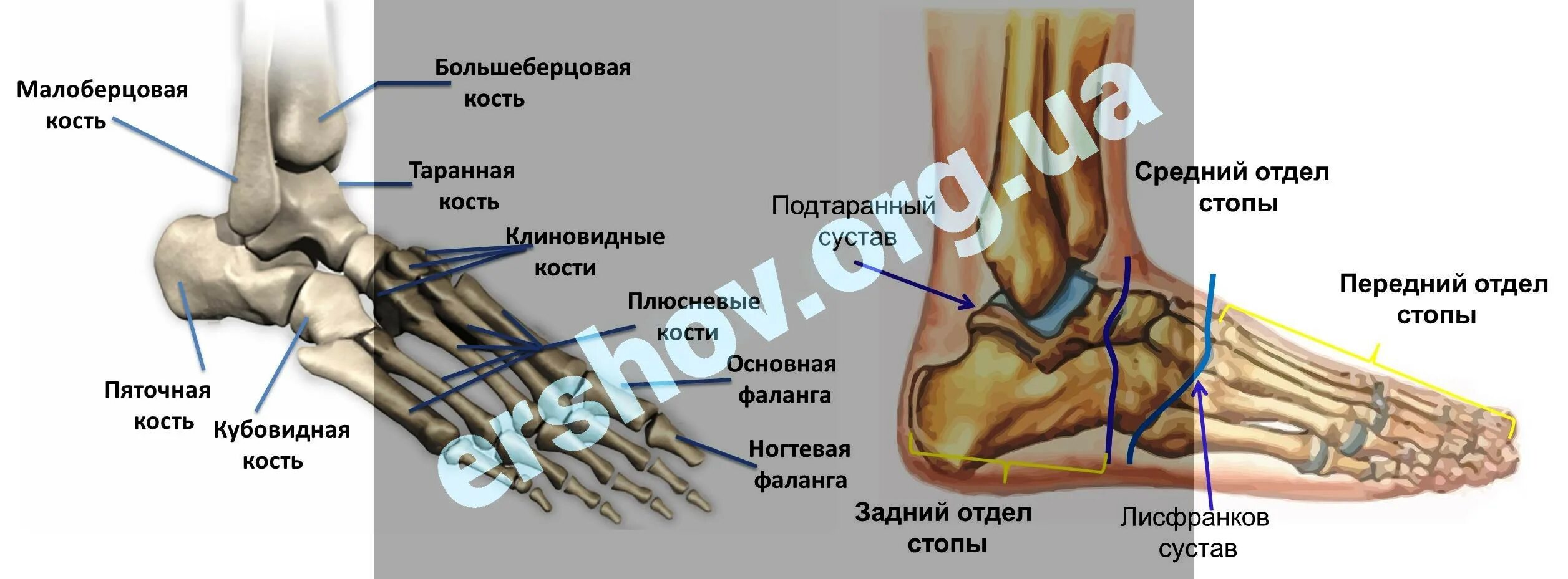 Средний отдел стопы. Таранная кость анатомия. Кости 1 пальца стопы анатомия. Стопа анатомия строение. Кости стопы описание.