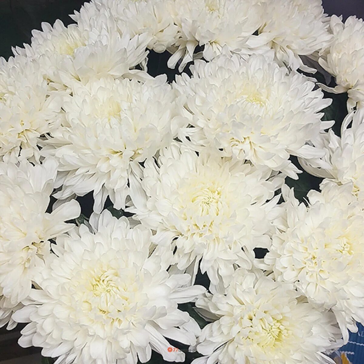 хризантемы москва. хризантемы москва. хризантема одноголовая белая. хризантема корейская лимонка. хризантемы москва.