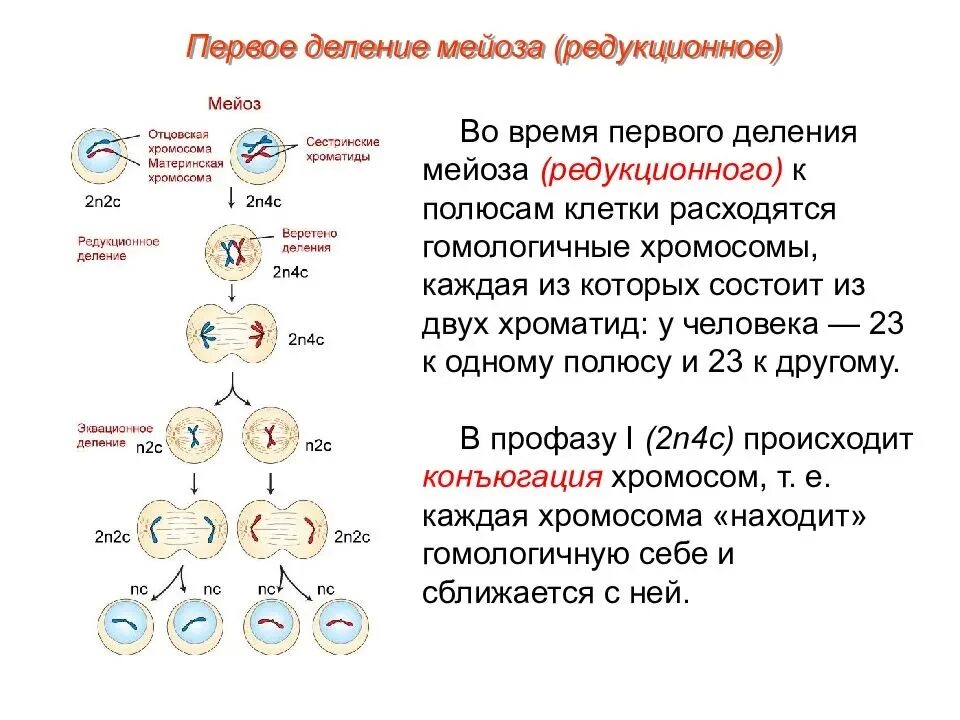 Схема мейоза первое деление и второе деление. Мейоз 1 фазы и процессы. Стадии мейоза биология 9. Деление клетки мейоз таблица. Гаметы делятся мейозом