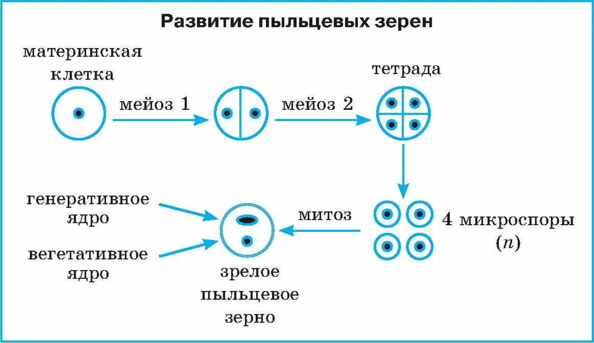 Спермиев пыльцевого зерна какой хромосомный. Схема образования и развития пыльцевого зерна. схема образования пыльцевого зерна. формирование пыльцевого зерна у покрытосеменных. формирование пыльцевого зерна из материнской клетки микроспоры.