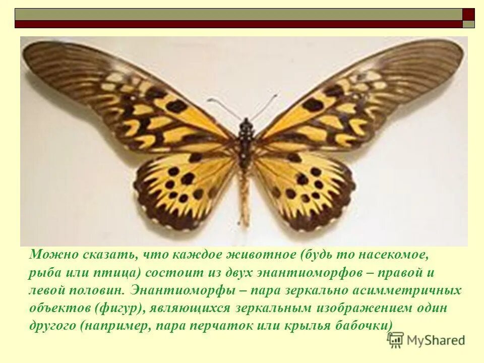 Двухсторонняя симметрия в природе. Радиальная симметрия у животных. Радиально симметричные животные. Членистоногие двусторонне симметричные. Животные с радиальной симметрией.