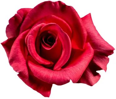 Pink rose red